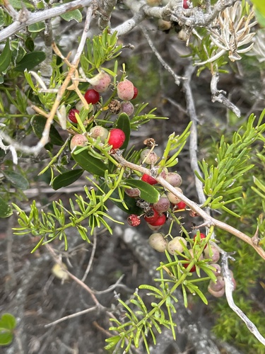 Asparagus aethiopicus