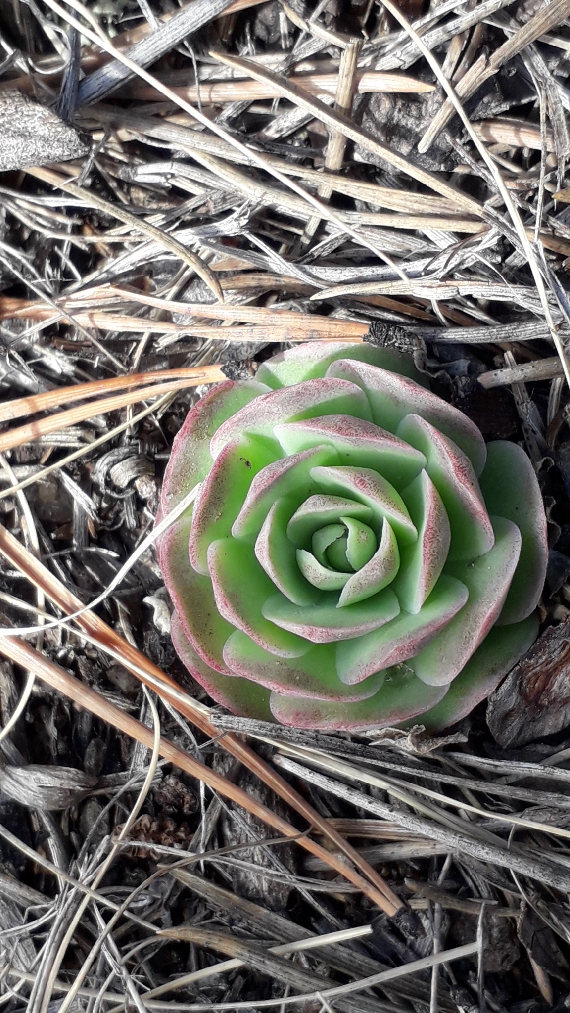 Imagem de Orostachys malacophylla não possui um nome popular amplamente reconhecido no Brasil