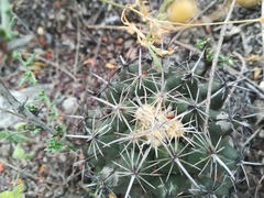 Coryphantha salinensis