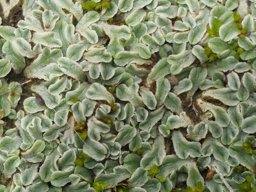 Riccia hawaiiensis