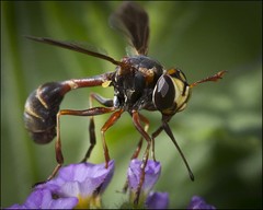 Physocephala sagittaria