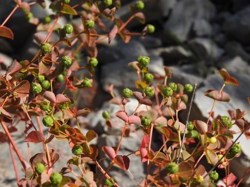 Euphorbia clementei ssp. clementei