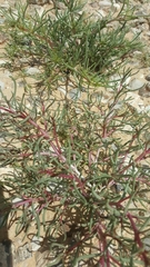 Magnoliopsida