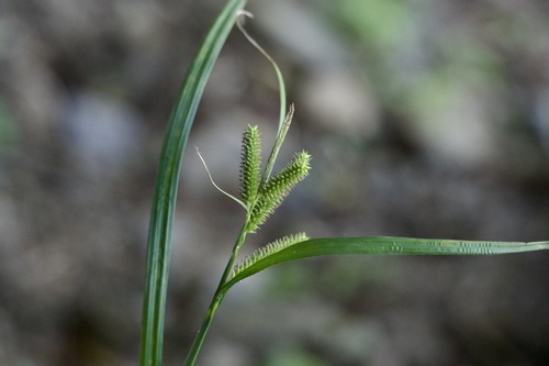 Carex dispalata iNat (1)