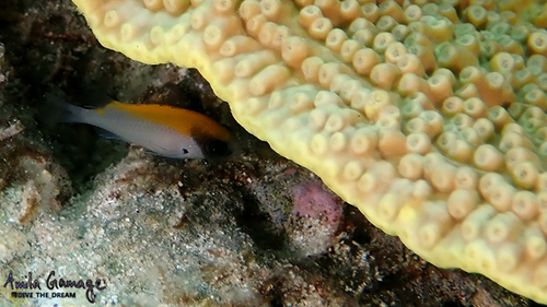 Blackhead puller (Chromis klunzingeri) — Pomacentridae