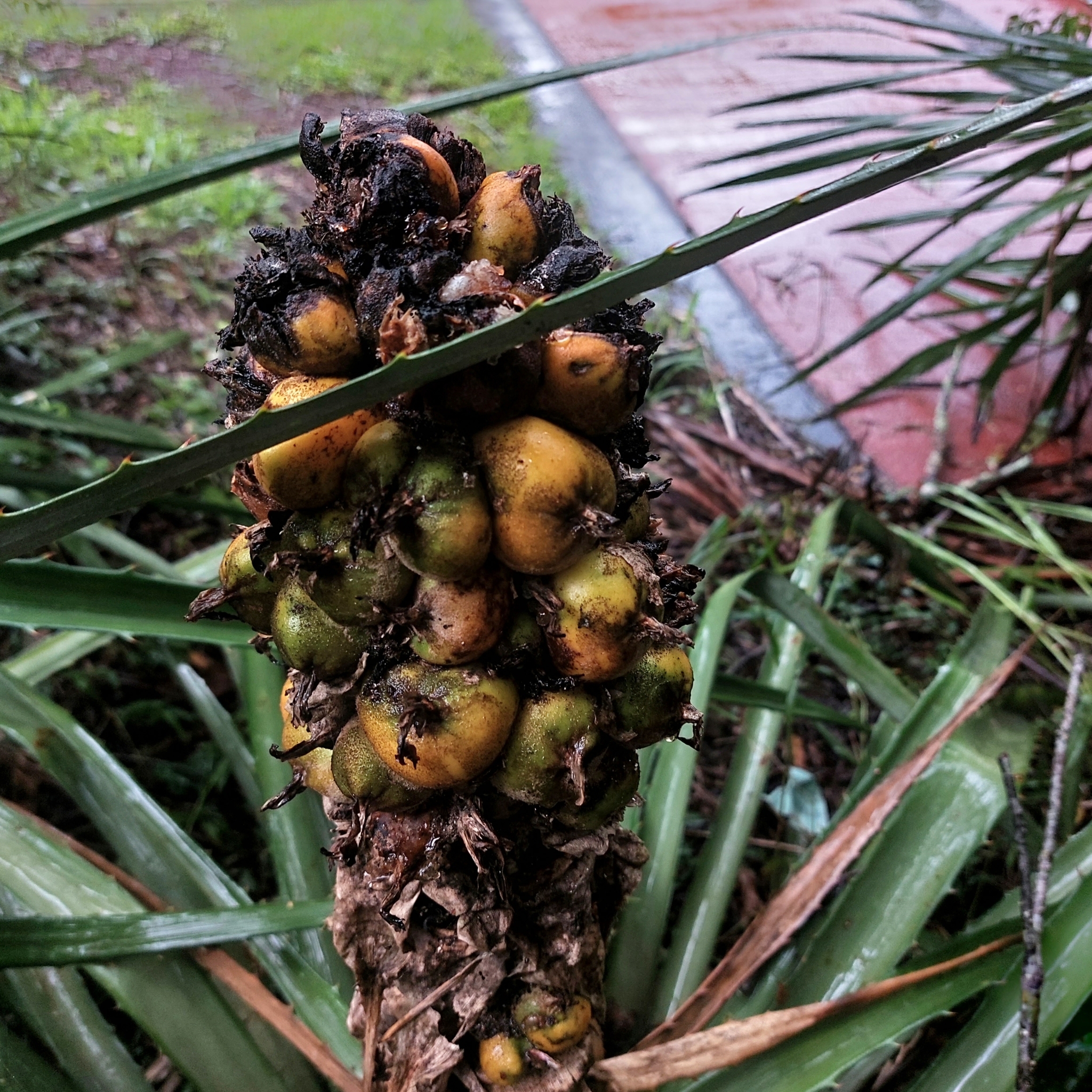Imagem de Caraguatá