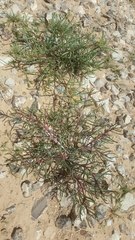 Magnoliopsida
