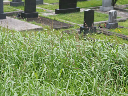 Sorghum halepense observed 2024-05-12