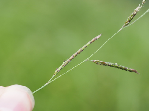 Eriochloa procera, 2024-05-12