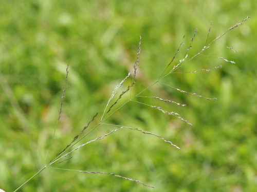 Image of Eragrostis pilosa by (c) Kevin Faccenda, some rights reserved (CC BY)