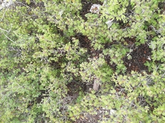 Magnoliopsida