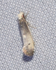 Tinea occidentella