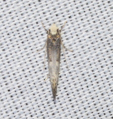 Tinea occidentella