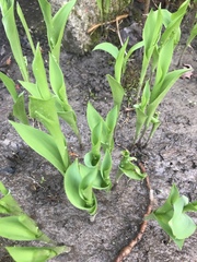 Convallaria