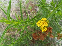 Gymnosperma glutinosum