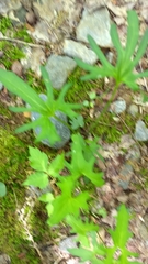 Cardamine concatenata