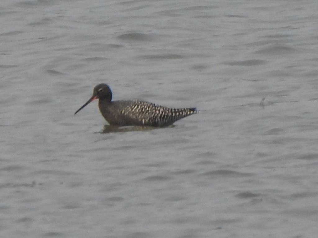 Spotted Redshank from 未来科学城(建设中), 北京市, CN on May 18, 2024 at 03:07 PM ...