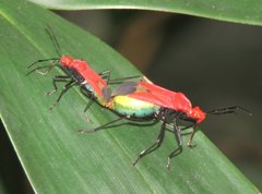 Dindymus sanguineus