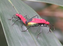 Dindymus sanguineus