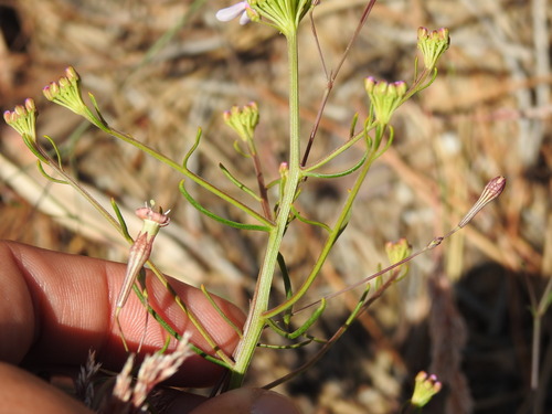 Iberis ciliata, photograph 5