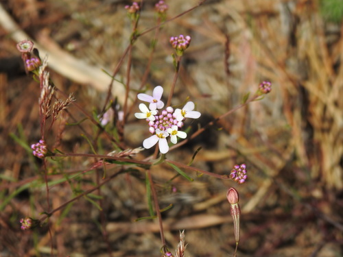 Image of Iberis ciliata by (c) Duarte Frade, some rights reserved (CC BY)