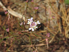 Iberis ciliata, photograph (c) Duarte Frade, some rights reserved (CC BY)