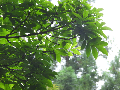 Fraxinus platypoda (Fraxinus platypoda)
