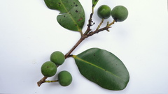 Calophyllum brasiliense