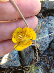 Calochortus luteus