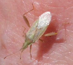 Harmostes reflexulus