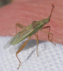 Harmostes reflexulus