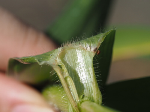 Panicum miliaceum observed 2024-05-12