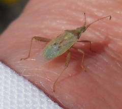 Harmostes reflexulus