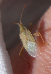 Harmostes reflexulus