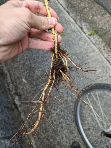 Sorghum halepense observed 2024-05-12