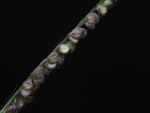 Image of Paspalum paniculatum by (c) Kevin Faccenda, some rights reserved (CC BY)