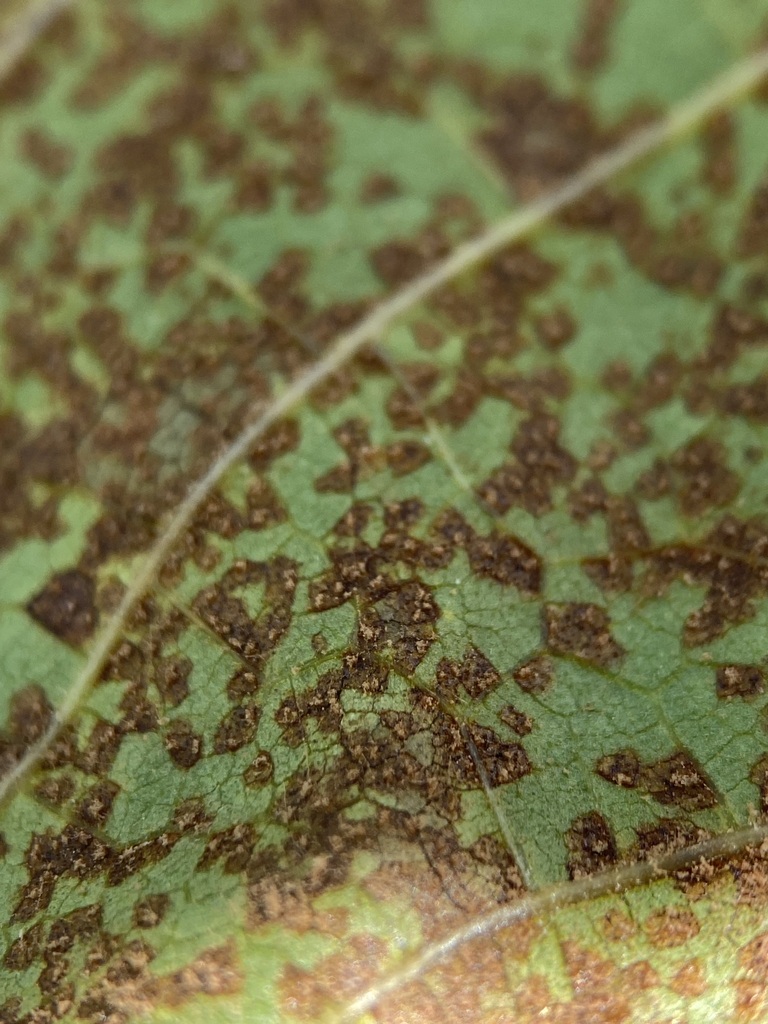 Feg Rust Fig rust from The Gardens, Auckland, New Zealand on March 25, 2024 at ...