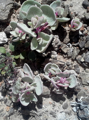 Atriplex saccaria