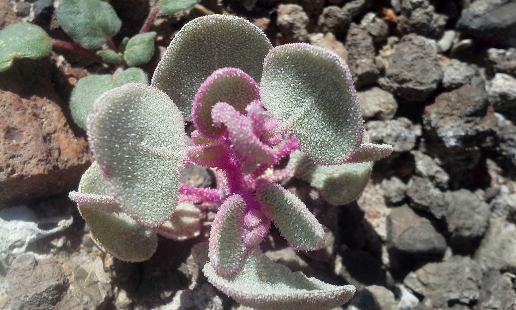 Sack Saltbush