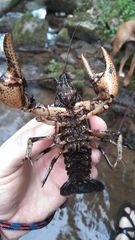 Cambarus robustus