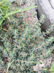 Euphorbia velleriflora