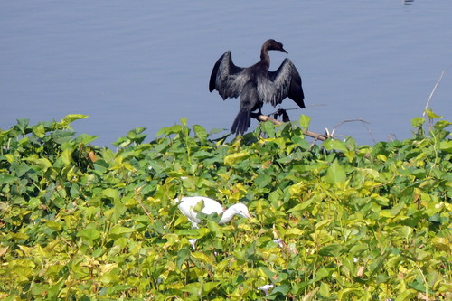 Microcarbo niger