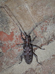 Monochamus titillator