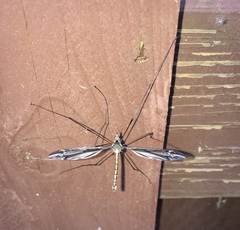 Tipula noveboracensis