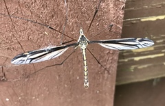 Tipula noveboracensis