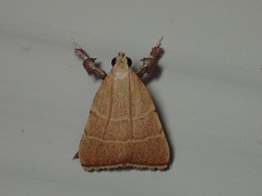 Parachma ochracealis