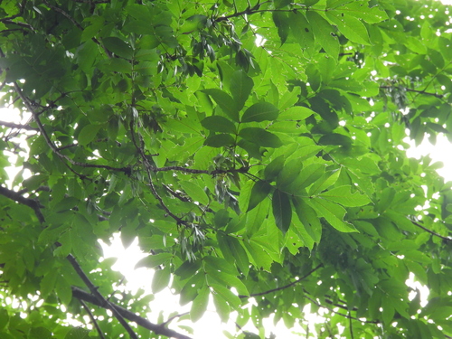 Fraxinus platypoda (Fraxinus platypoda)