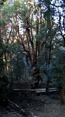 Luma apiculata