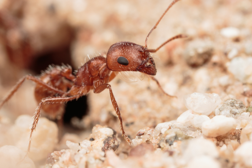Californicus-group Harvester Ants