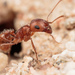 Californicus-group Harvester Ants - Photo (c) D. L. Quinn, some rights reserved (CC BY-NC), uploaded by D. L. Quinn